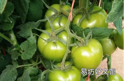 西红柿秧子叶黄是怎么回事