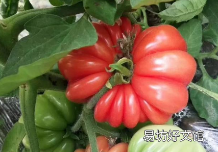 西红柿秧子叶黄是怎么回事