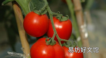 西红柿秧子叶黄是怎么回事