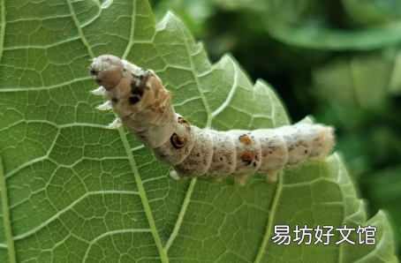 蚕中毒后会自己恢复吗