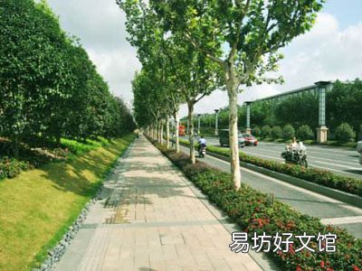 道路绿化隔离带的高度是多少