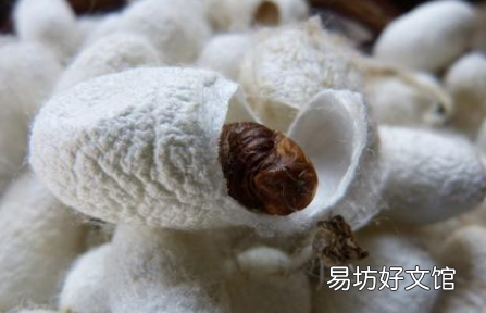 蚕吐丝被打断还会吐吗