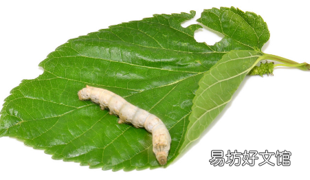 蚕吐丝被打断还会吐吗
