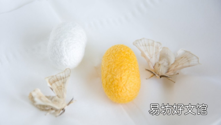 蚕吐丝被打断还会吐吗