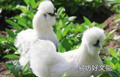 乌鸡好吃还是普通鸡肉好吃