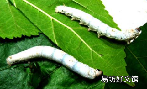 蚕不吃桑叶能维持几天生命