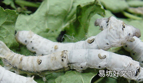 蚕不吃桑叶能维持几天生命