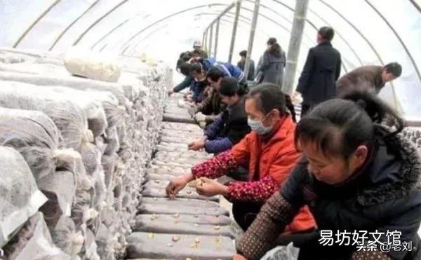 农民对社会有贡献吗？大衣哥朱之文可以称为歌唱家吗？