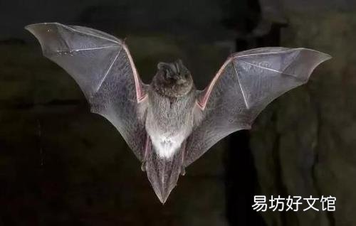 新型肺炎冠状病毒这么久了,你认为病毒源头在哪里?