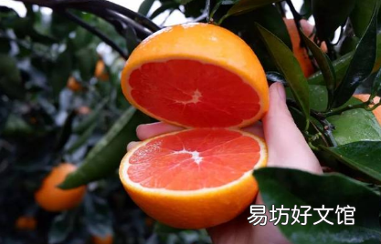 橙子肉有点红色是不是坏了
