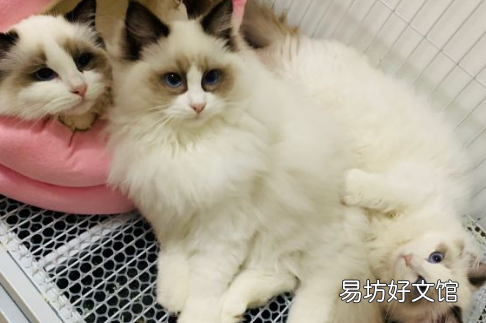 为什么有的布偶猫才2000元
