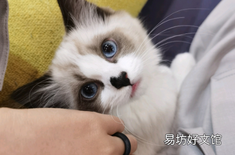 为什么有的布偶猫才2000元