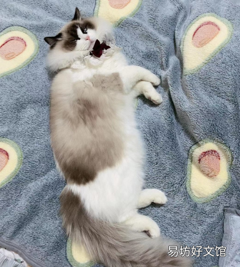 为什么有的布偶猫才2000元