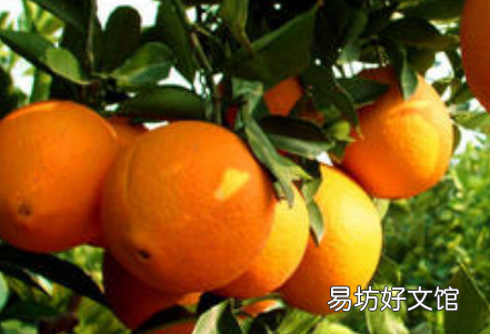橙子最多放多长时间