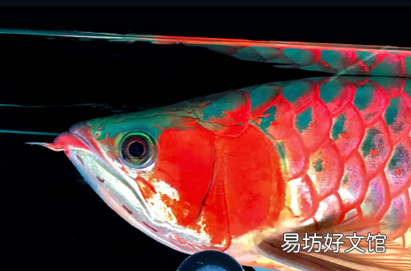 水草灯有用吗