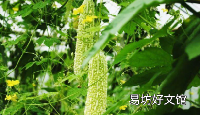 痤疮可以吃苦瓜吗