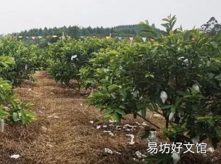 果园盐碱地土壤如何改良