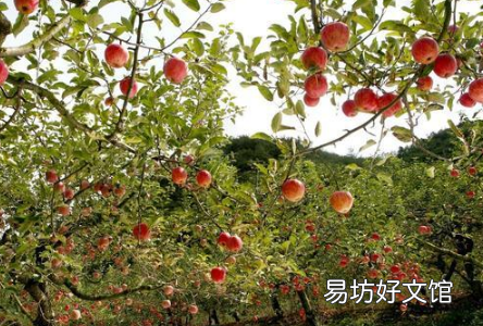 果园盐碱地土壤如何改良