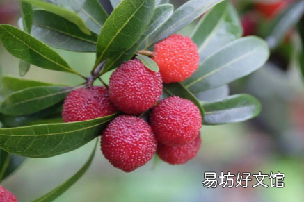 如何提高杨梅坐果率