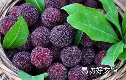 如何提高杨梅坐果率