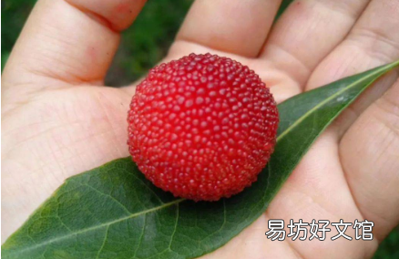 如何提高杨梅坐果率