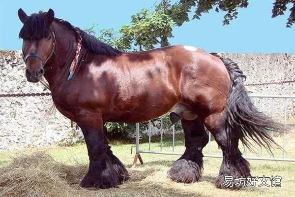 为什么日本挽马师团和驮马师团人数相差三千人之多?？