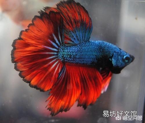 为什么那么多人坚持认为海里没有寄生虫?