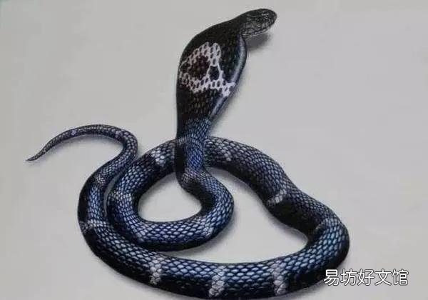 云南拍到罕见场景,两条眼镜王蛇大战,为什么毒蛇毒不死同类?