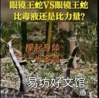 云南拍到罕见场景,两条眼镜王蛇大战,为什么毒蛇毒不死同类?