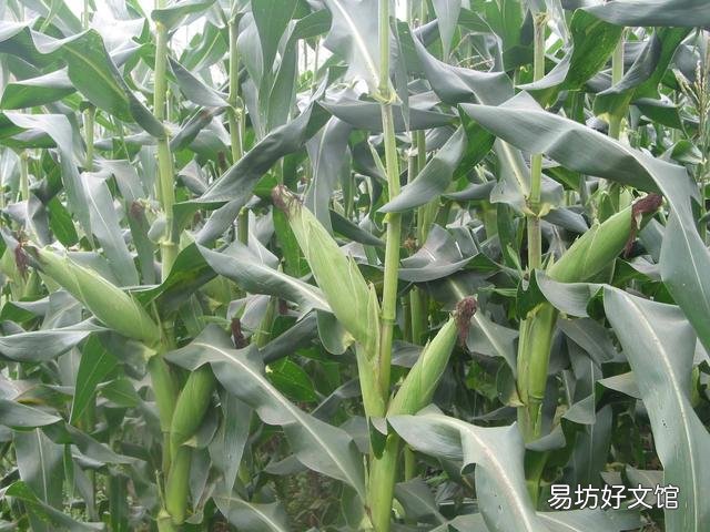 北美地理位置好,土地肥沃,为什么没出现文明或地区强国,而远不?