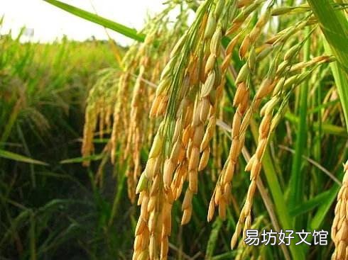 北美地理位置好,土地肥沃,为什么没出现文明或地区强国,而远不?