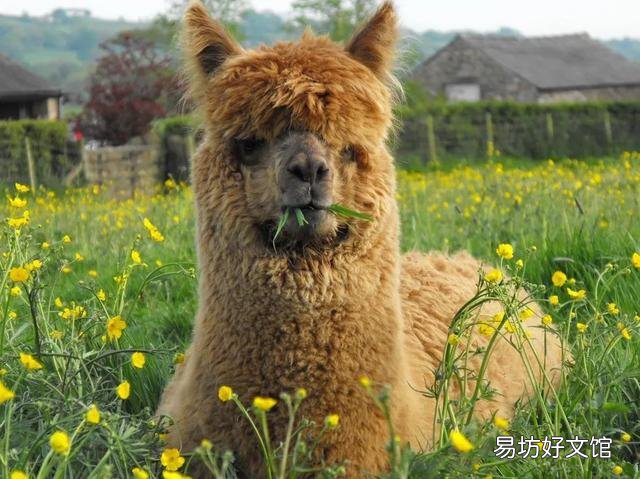 北美地理位置好,土地肥沃,为什么没出现文明或地区强国,而远不?