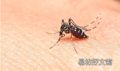 雨为什么砸不死蚊子