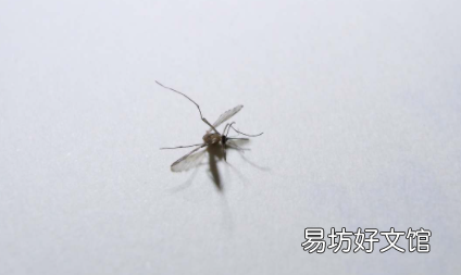 雨为什么砸不死蚊子