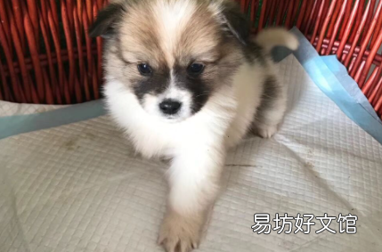 小型犬适合吃什么狗粮
