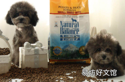 小型犬适合吃什么狗粮