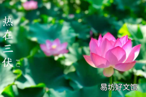 2022年的三伏天是哪个日子
