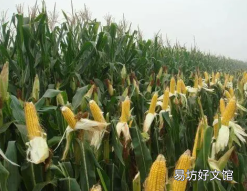 玉米可以套种什么农作物