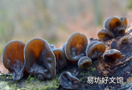 热水泡发木耳好不好