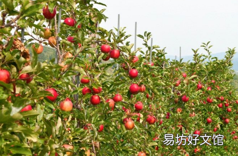 苹果园反光膜啥样的好