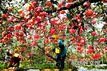 苹果园反光膜啥样的好