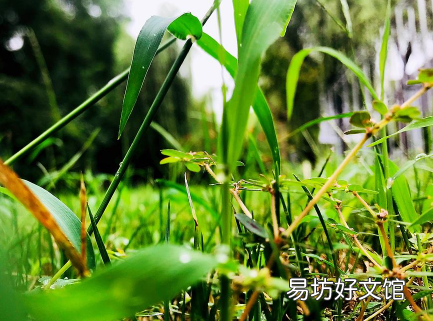 立秋后多雨会导致霜期提前还是压后