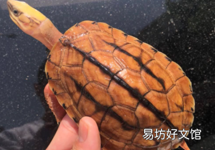 金钱龟吃什么龟粮好