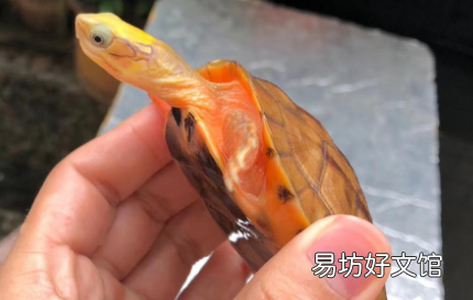 金钱龟吃什么龟粮好