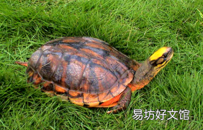 金钱龟吃什么龟粮好
