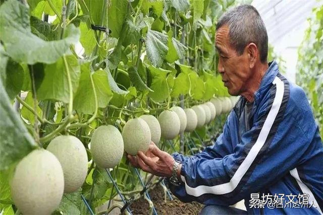 日本水果贵还是日本人穷?日本人吃不起水果的背后原因是什么?