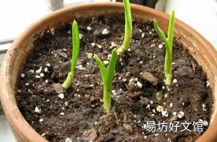空心蒜的形成原因有哪些