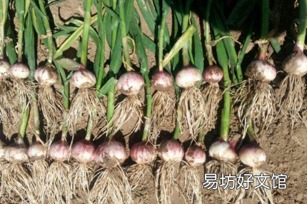 空心蒜的形成原因有哪些