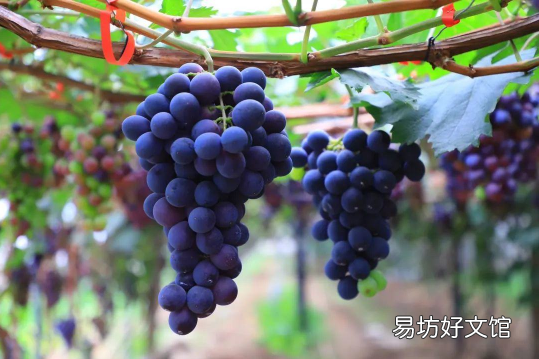 洪水泡过的葡萄能吃吗