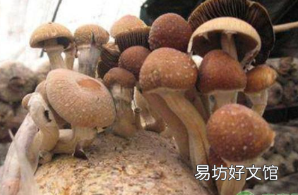 干鹿茸菇泡发多久